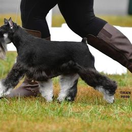 Miniature Schnauzers from Incendio Miniature Schnauzers