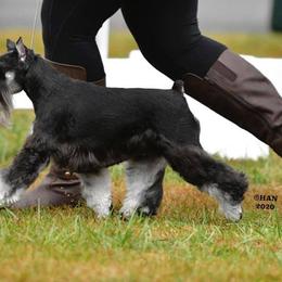 Miniature Schnauzers from Incendio Miniature Schnauzers