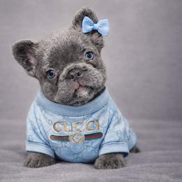 Star - Tricolors female French Bulldog puppy in Maplewood, New Jersey from Poos&Bulls Keepsake
