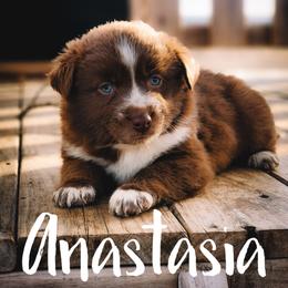 Anastasia - Red tri female Miniature Australian Shepherd puppy in Mc Alester, Oklahoma from Angel's Aussies