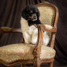 Poodle Puppies from Setting the Standard Poodles