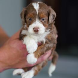 Fenway - Chocolate merle male Bernedoodle puppy in Dundee, Ohio from Down Home Doodle