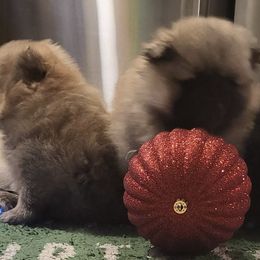 Pomeranians from The Little Apron Inc.