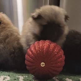 Pomeranians from The Little Apron Inc.