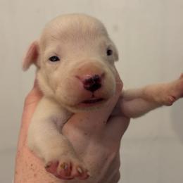 Elvio - White male Dogo Argentino puppy in Winter Haven, Florida from El Riachuelo Dogo Argentino