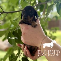 Quorra - Black and tan female Dachshund puppy in Royse City, Texas from Truehearted Miniature Dachshunds