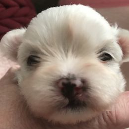 Maltese Puppies from May-Fam Maltese