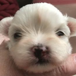 Maltese Puppies from May-Fam Maltese