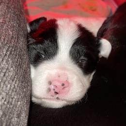 Sporty Mix Puppies from Seay's Sporty Mixes