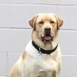 Labrador Retrievers from Shining Sea Labradors of Kauai
