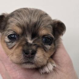 Penny - Blue merle female Chihuahua puppy in Clinton, Missouri from RockyTop Hearts