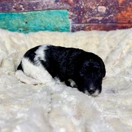 Abstract girl - Black and white female Bernedoodle puppy in Blue Springs, Missouri from Jeanie’s Doodles