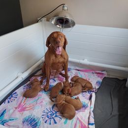 Vizsla Puppies from Sierra Vizslas