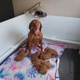 Vizsla Puppies from Sierra Vizslas