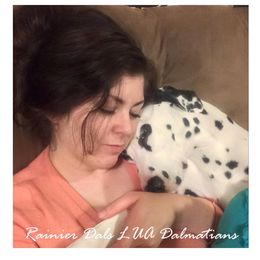 Dalmatian Puppies from Rainier DALS LUA Dalmatians of Washington