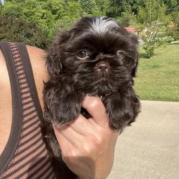 Koda - Liver female Shih Tzu puppy in Tennessee from Cutshall Babies