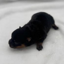 AKC Boy bigger - Black and tan male Pomeranian puppy in Houston, Texas from MD Bella Pomeranian