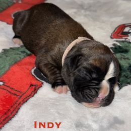 Indy - Fawn female Boxer puppy in Cicero, New York from MK Boxer Haven of CNY