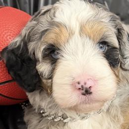 Van Gogh blue eyes blue collar - Blue merle male Bernedoodle puppy in St. Cloud, Florida from Bernedoodle Farm