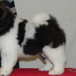  Puppies from Hickory Ridge Akitas