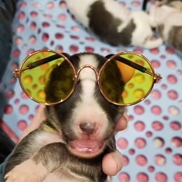 Silken Windhound Puppies from Silken Agents of CSBeck