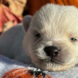 Pomskies from JHS Pomsky