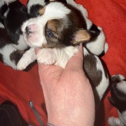 Chase - Black & tan tri-color male Morkie puppy in Florence, Kentucky from 4paws4ever by Design
