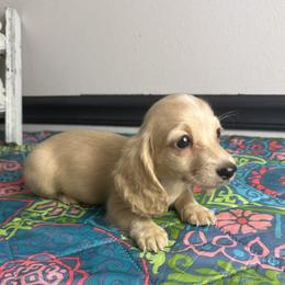 Peter - Cream male Dachshund puppy in Gilbertsville, Kentucky from DeLaunes Dachshunds