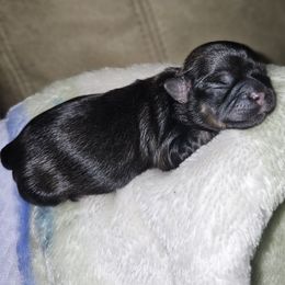 RAVEN - Black and tan female Shih Tzu puppy in Los Banos And Bay Area, California from Shantii's Shih Tzu's