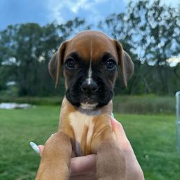 Malibu - Fawn female Boxer puppy in Jamesville, New York from Reynolds Homestead Boxers