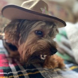 Yorkshire Terriers from Washburn Yorkies