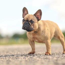 Special - French Bulldog
