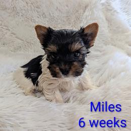 Miles - Parti male Yorkshire Terrier puppy in Gatesville, Texas from KontryKritterz Yorkies
