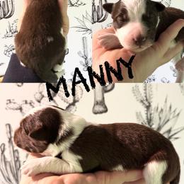 Manny - Red male Border Collie puppy in Sanger, California from Flying M Cactus Ranch Buddies