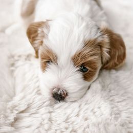 Porky - Brown and white male Cockapoo puppy in Mt Bethel, Pennsylvania from Stasia’s Cutiepoos