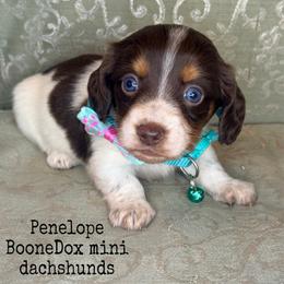 Penelope - Piebald female Dachshund puppy in Lexington, Oklahoma from BooneDox Miniature Dachshunds