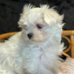 Dahlia - White female Maltese puppy in Bennettsville, South Carolina from Cottonwood Maltese