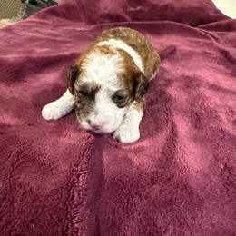 William - Brown male Maltipoo puppy in Santaquin, Utah from Willow & Wag Farm