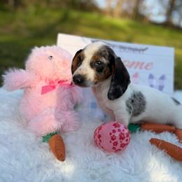 Girl 1 - Piebald female Dachshund puppy in Stilwell, Oklahoma from Stilwell’s Dachshunds