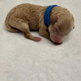Athos - Apricot male Poodle puppy in Bremerton, Washington from Lincoln Luxe Poodles