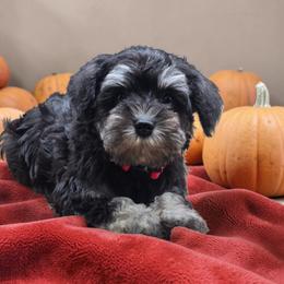 Female puppy - Black and silver female Miniature Schnauzer puppy in Houston, Texas from Haughton Farm