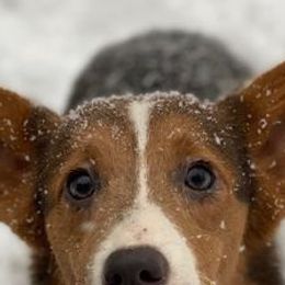 American Corgis from Lena Valley Cattle Dogs and Poodles