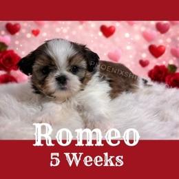 Romeo - Gold and white male Shih Tzu puppy in Hayden, Idaho from Phoenix Shih Tzu