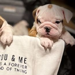 Bulldogs from Heather's Bulldogs