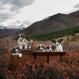 Cardigan Welsh Corgi Puppies from Kanicula Cardigan Welsh Corgis