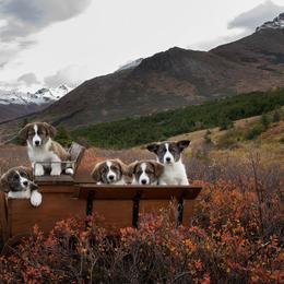 Cardigan Welsh Corgi Puppies from Kanicula Cardigan Welsh Corgis