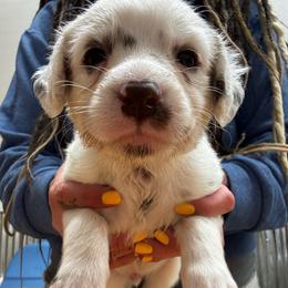 Ankle - White and liver brown male Dalmatian puppy in Stanchfield, Minnesota from Darling Dalmatians