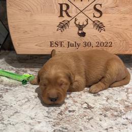 Girl 1 - Golden female Golden Retriever puppy in Olathe, Colorado from Duck Dogs Colorado