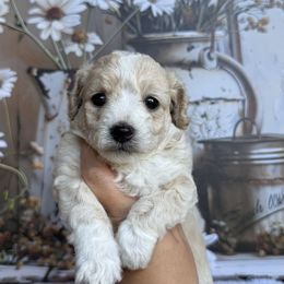 Daphne - Cream female Poodle puppy in Corbin, Kentucky from Lightning K Kanine’s