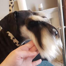 Chloe - Miniature Schnauzer
